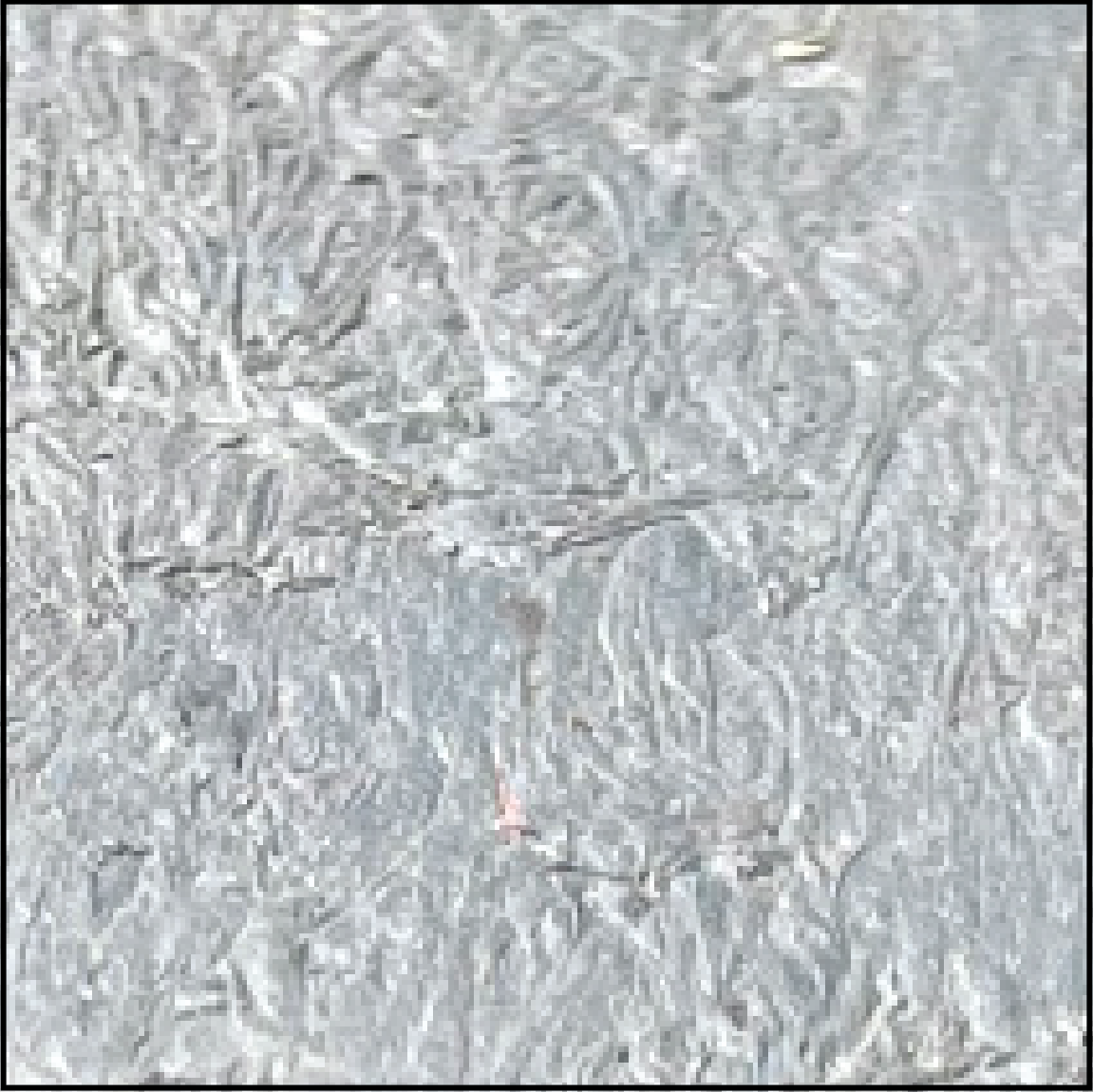 Gris Ardoise